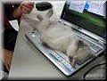 cat.jpg